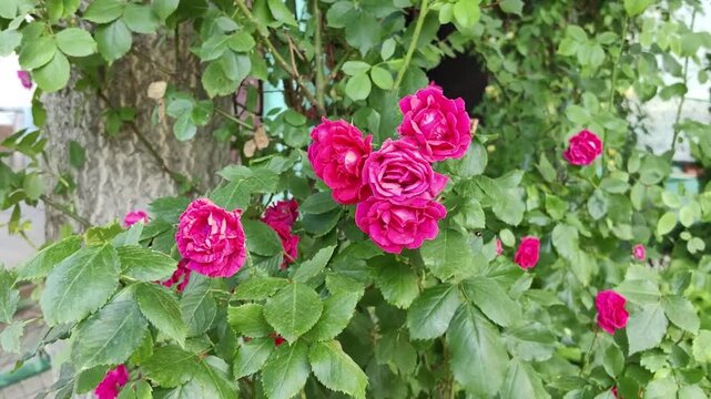 bright pink bush roses bloom on a green bush in the garden, moving in the wind. Summer botany, the concept of a blooming garden, romance, and natural beauty for floral content.
