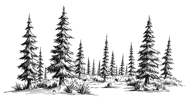 Hand drawn pine tree forest sketch in black ink
