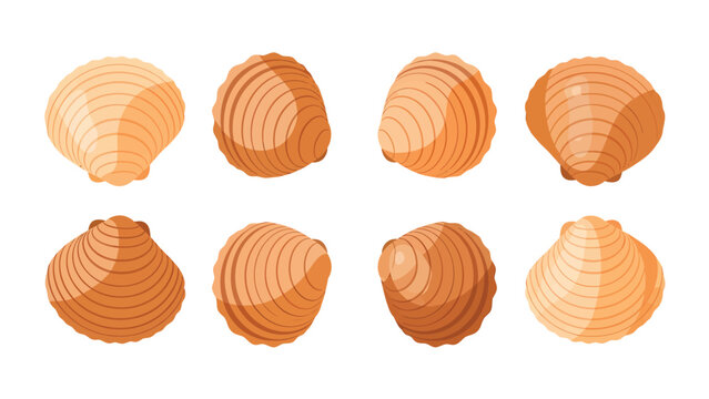 Collection of various scallop shells shown from different angles on a white background.