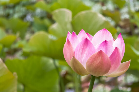 Lotus rose