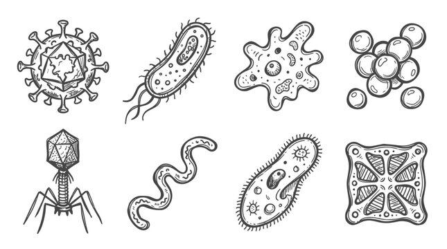 Hand Drawn Microorganism Icons: Virus, Bacteria, Amoeba, Cocci, Phage