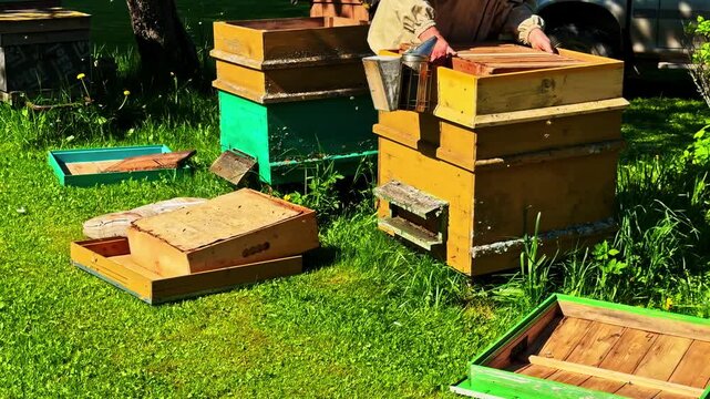 Beekeeper working with wooden beehives outdoors, lids removed for hive inspection