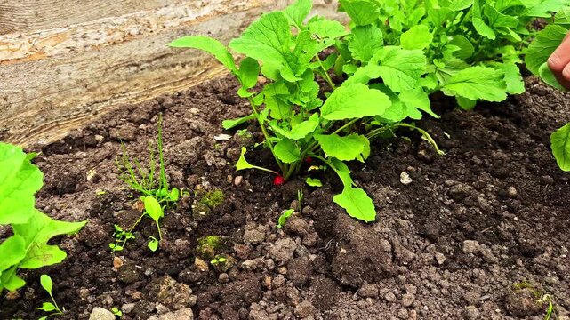 Hand harvesting fresh red radishes from soil in a vegetable garden bed
