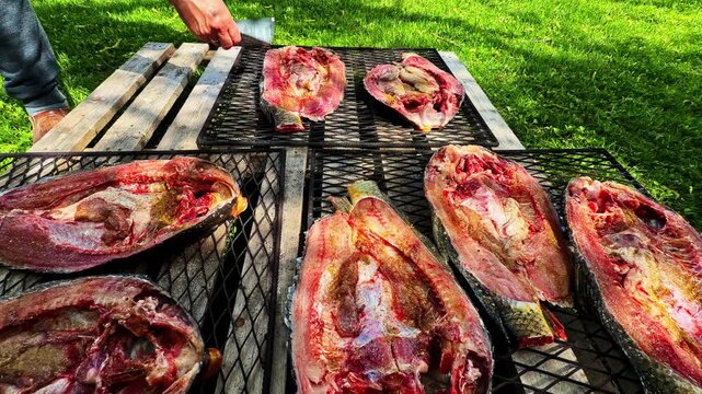 Sliced fish halves arranged on outdoor grills for preparation in a grassy yard setting