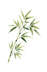 Obraz premium Watercolor painting of a single bamboo branch with green leaves.
