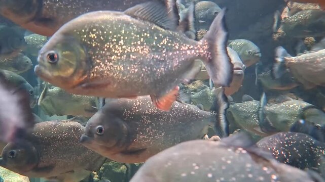 a large school of red-bellied piranhas swimming closely together inside a spacious aquarium tank