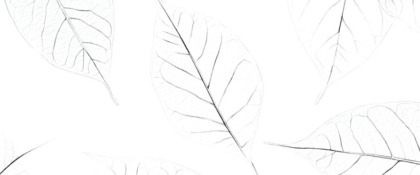 Delicate skeletonized leaf veins forming a natural abstract pattern on a white background
