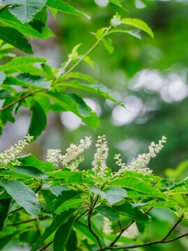 夏の山林を彩る鮮やかな白い花のリョウブのある景色。木陰の木漏れ日。自然風景素材。縦構図