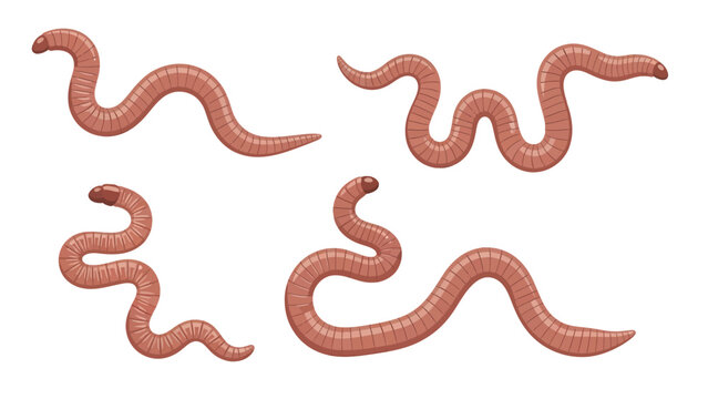 Collection of five earthworms in various poses on a white background.