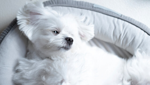 A cute Maltese dog relaxes happily on a cozy bed in soft morning light at home, expressing warmth, comfort, peaceful pet care, and family love.