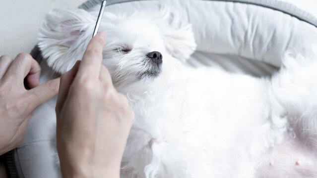 A loving owner gently brushes a relaxed Maltese dog resting on a soft bed at home in the morning, showing pet grooming, care, comfort, and family affection.