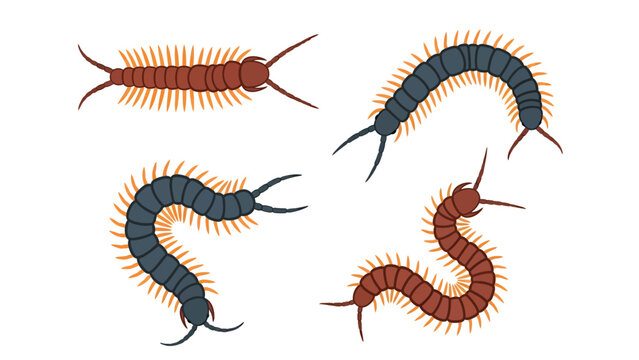 Set of four stylized illustrations of centipedes in various poses and colors.