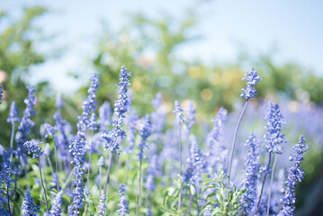 Obraz premium lavender flowers in the field