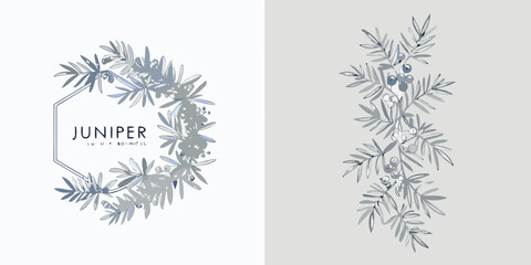 Juniper branch and berry watercolor illustration with hexagonal frame © Ganesh