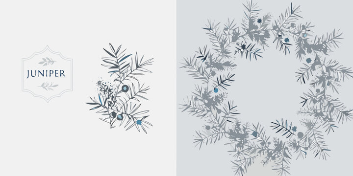 Juniper botanical illustration with blue gray tones and decorative arrangement