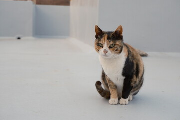 female calico cat looking at the camera © Lena