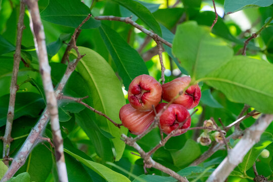 Water apple (Syzygium aqueum). This fruit has a distinctive bell shape and pink to red skin.