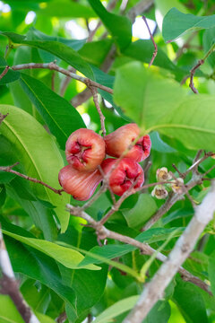 Water apple (Syzygium aqueum), also known as water apple or rose apple, is a bell-shaped tropical fruit known for its crunchy texture and mild, sweet flavor.