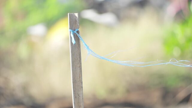 Raffia Ribbon Fluttering in the Wind
