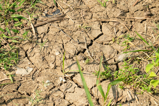 Dry cracked soil, which is characteristic of drought conditions or arid soil. Green grass and debris are seen growing on the dry soil.