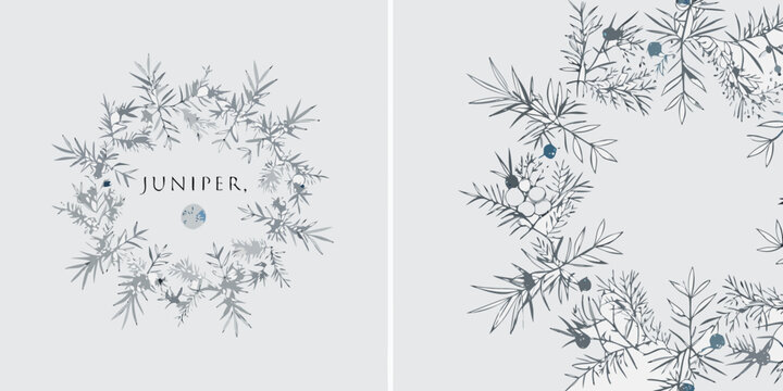Juniper Branch Arrangement Blue Gray Vector Illustration