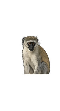 Detailed vector illustration of a Vervet monkey (Chlorocebus pygerythrus) with a black face and grey fur, sitting in a front-facing pose isolated on a plain white background.