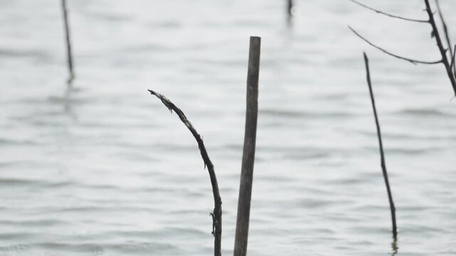Dead Tree Branch Tips Emerging from Water Surface