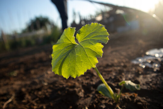 Piccolo germoglio di zucchina o zucca coltivato in pieno campo con una grande foglia verde illuminata dal sole in controluce