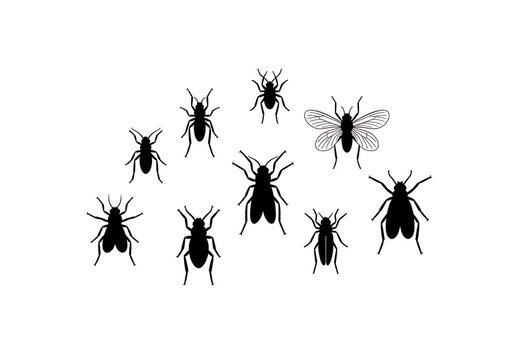 Black Flies Group Isolated on White Background