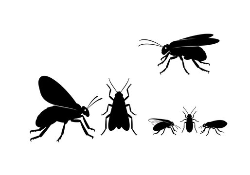 Black Fly Silhouettes on White Background