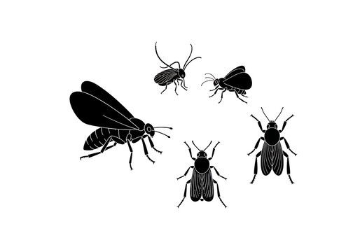 Black Flies Silhouette on White Background