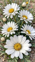 Fototapeta premium Close-up of White Daisy Flowers Blooming in Spring Garden with Green Leaves