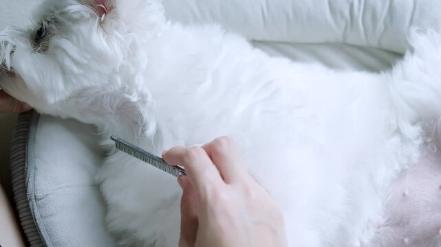 A loving owner gently brushes a relaxed Maltese cute dog resting on a soft bed at home in the morning, showing pet grooming, care, comfort, and family affection.