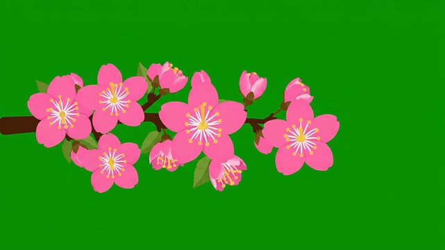 Animated pink cherry blossom flowers blooming on a branch with leaves, featuring a seamless loop and green screen background for spring motion graphics.