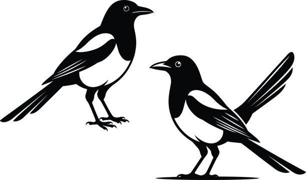 Two magpies in different poses black and white vector illustration