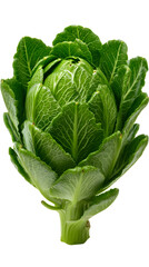 Obraz premium Fresh, green cabbage with tightly packed, textured leaves and a thick, sturdy stem.