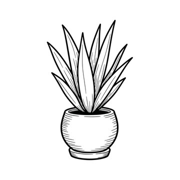 Potted succulent plant illustration in a simple pot.