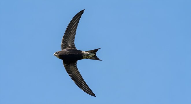 Common Swift Sky Racing Flight