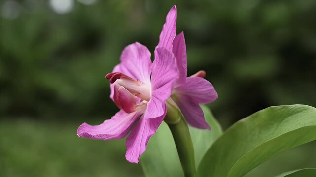 August 9 is Singapore's National Day. Close up view of vibrant pink orchid flower with delicate petals and distinctive labellum, showcasing beauty of tropical flora in lush green garden environment du