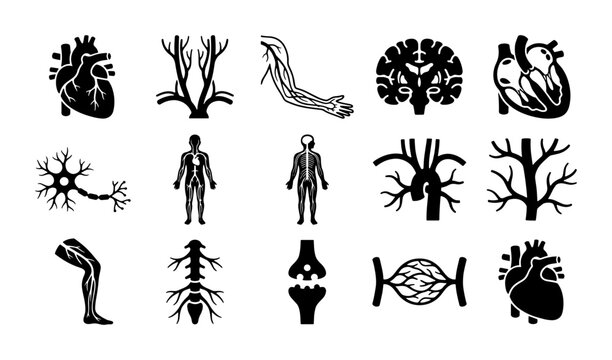 Human anatomy icons set, 15 black silhouette medical symbols of internal organs and circulatory system, cardiovascular and nervous system vector illustrations