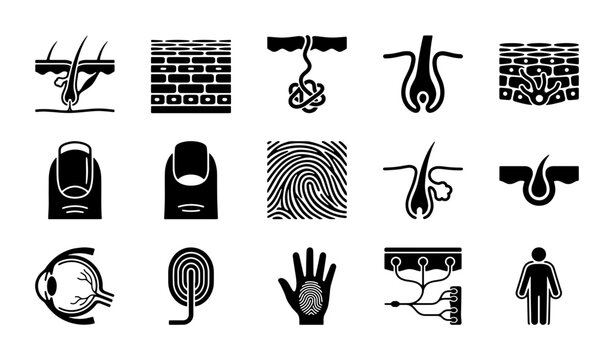 Human skin and hair anatomy icons, 15 black glyph vector set of integumentary system, dermatology and nail care symbols for medical education