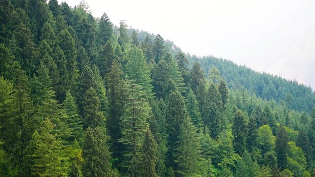 4K shot of Pine tree forest during the summer season as seen from Jibhi village in Banjar Valley of Kullu district in Himachal Pradesh, India. Natural forest background with copy space.