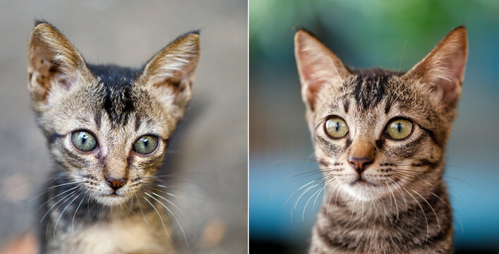 April 21 to June 19 Before and After Recovery of Rescued Kitten Chucha, 59 Days Later