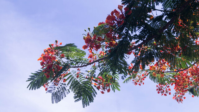 This flower is from the Royal Poinciana tree, scientifically known as Delonix regia. Taken from Las Pinas, NCR, Philippines.