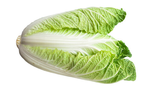 Napa Cabbage Head Isolated on White Background. Fresh chinese cabbage isolated on a white background with clipping path.