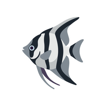 Cute angelfish cartoon character vector illustration. Flat freshwater angel fish with black and grey stripes icon isolated on white background