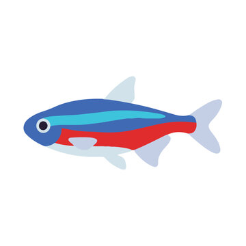 Cute neon tetra fish cartoon character vector illustration. Flat small glowing blue and red aquarium fish icon isolated on white background