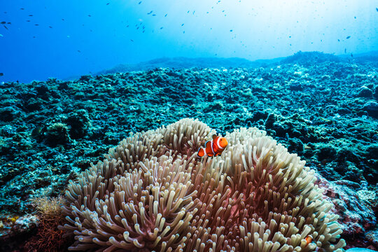 Sea Anemone and Clownfish in Clear Tropical Ocean Waters