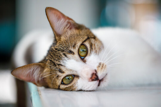 Portrait of White and Gray Cat with Bright Green Eyes