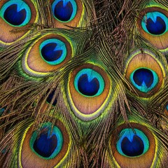 Naklejka premium Close up of peacock feathers displaying intricate patterns and vibrant colors